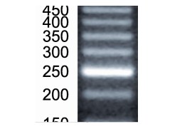 Marcadores De Peso Molecular (Ladder) 50 Pb 1.000 Ul - 100 Reações - Biotec